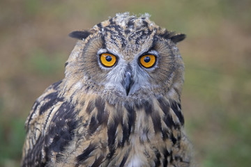 Eurasian Eagle Owl