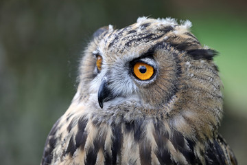 Eurasian Eagle Owl
