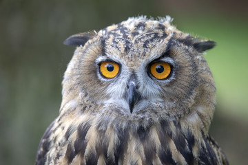 Eurasian Eagle Owl