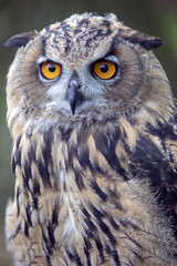 Eurasian Eagle Owl