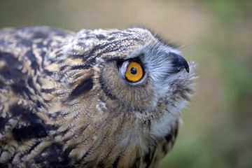 Obraz premium Eurasian Eagle Owl
