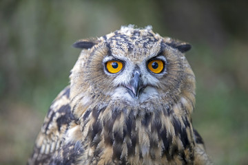Eurasian Eagle Owl
