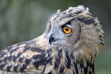 Eurasian Eagle Owl