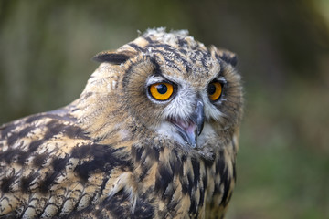 Eurasian Eagle Owl