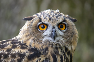 Eurasian Eagle Owl
