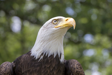 Bald eagle portrait