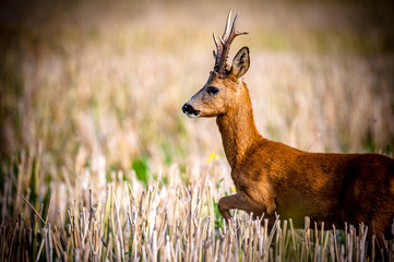 Roe deer © gustav