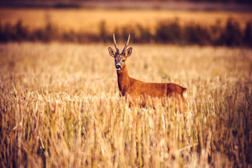 Roe deer © gustav