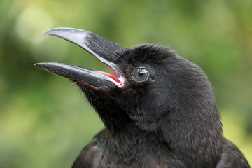 Raven close-up portrat