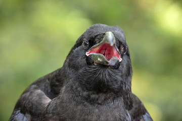 Raven close-up portrat