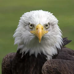 Deurstickers Bald eagle portrait © Edwin Butter