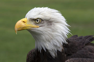 Obraz premium Bald eagle portrait