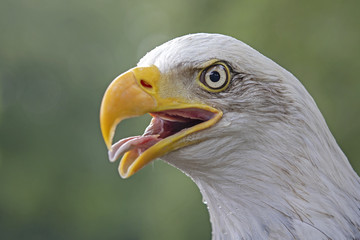 Bald eagle portrait