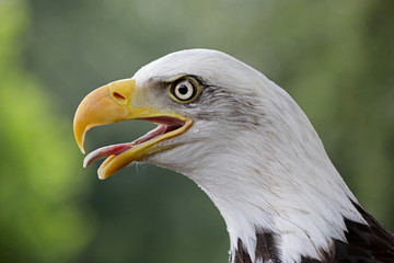 Bald eagle portrait