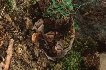 Copperhead Snake (Agkistrodon Contortrix)