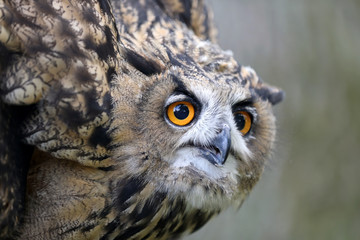 Eurasian Eagle Owl