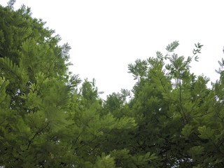 Fototapeta na wymiar green leaf of treetop isolated on white background