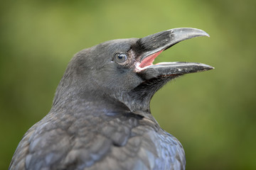 Raven close-up portrat