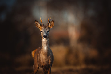 Roe deer © gustav