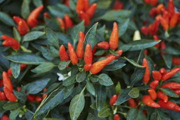 red hot pepper on tree