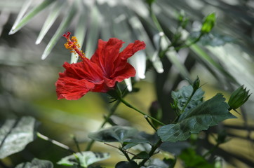 Obraz premium summer flower red hibiscus macro 