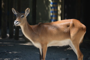 sun day wild deer  animal  antelopes