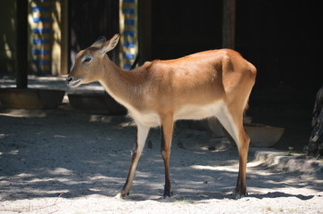 sun day wild deer  animal  antelopes