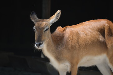 sun day wild deer  animal  antelopes