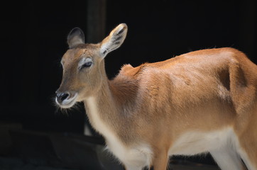 sun day wild deer  animal  antelopes