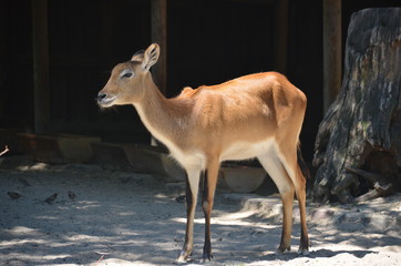 sun day wild deer  animal  antelopes