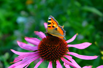 butterfly hives on the pink flower of Echinacea, beautiful bright natural composition, flowering garden, summer paints