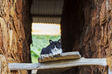 Gato em quintal 