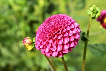 Public Gardens 2018 17