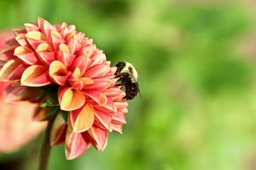 Public Gardens 2018 19