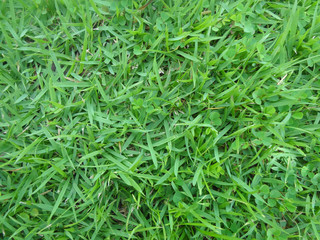 green grass background