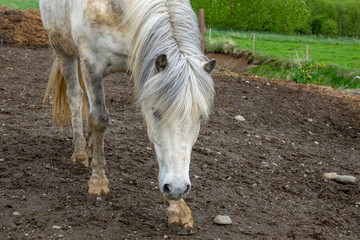 Icelandic horses
