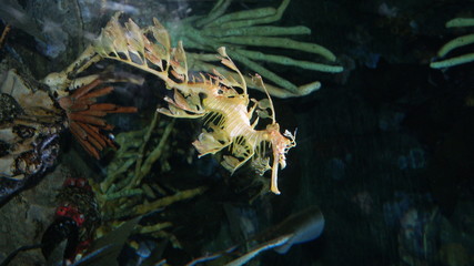 Sea dragon underwater