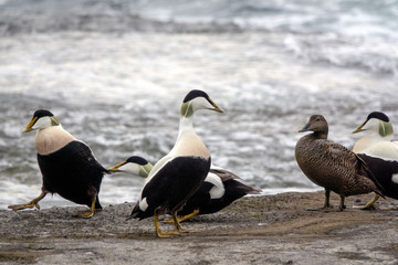 Common Eider