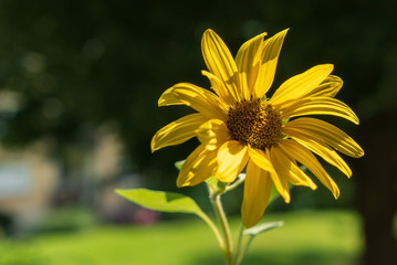 Sonnenblume in klein