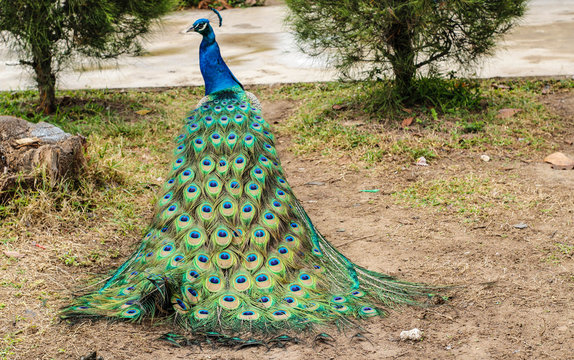 Pavo real