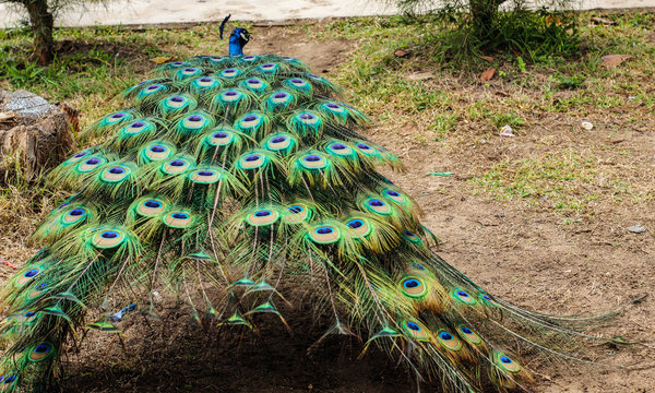 Plumas de pavo real