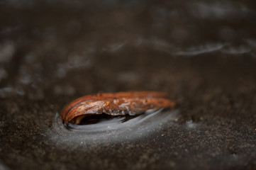 leaf in a puddle