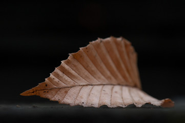 macro leaf