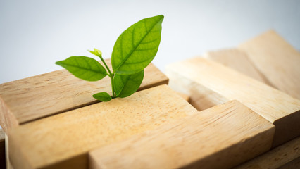 wooden block and leaves growing on white background