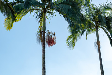 Palm Tree