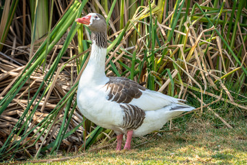 PATO CON MANCHAS CAFES
