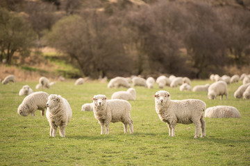 three sheep