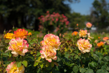 Obraz premium orange rose in Rose Gardens