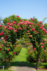Rose door in Rose Gardens