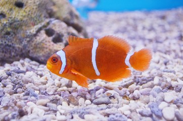 Fototapeta na wymiar A swimming fish in a aquarium tank